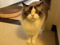 布偶可爱猫咪
