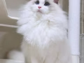 有偿领养