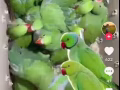 鹦鹉收购