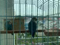 牡丹鹦鹉两只