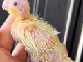 玄风鹦鹉幼鸟（手养）