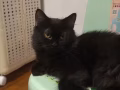 baobei finding forever home