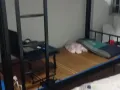 老文礼 ，有男搭房400、普通房下铺。可报服务业本屋住址