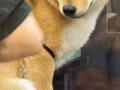 纯种日本柴犬