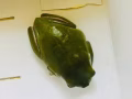 宠物树蛙