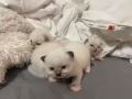 有偿领养布偶猫