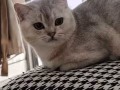 渐渐层弟弟找妹妹