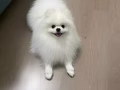 免费领养 博美犬 男生 1岁7个月