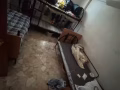 中峇鲁男搭房