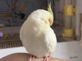 Parrot Looking for Home