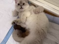 新加坡猫猫幼崽无偿领养