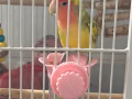 爱情鸟