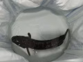 野生大黑鱼（多鳗）