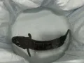野生大黑鱼（多鳗）