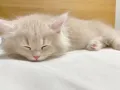 曼奇金猫