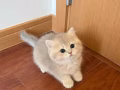 给我家的小猫咪寻找一个有爱心的家庭