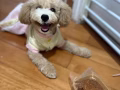 为我的毛孩子寻找一位有爱心的好主人