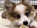 宠物狗狗