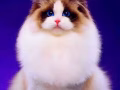 好玩亲人布偶猫租借