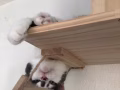 牛奶猫无偿领养