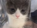英短猫咪