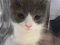 英短猫咪