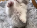 银白拿破仑
