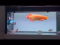 新新的鱼缸