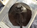 出售淡水魔鬼鱼