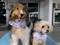狗狗訓練師