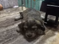 纯正腊肠狗刚刚生下六只宝宝。有偿领养