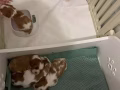 新加坡丨查理王幼崽领养
