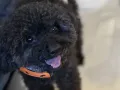 Poodle up for adoption