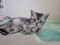猫宝宝 寻有缘人