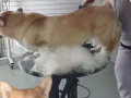 🐾 Pet Scholar 宠物美容 – 新加坡专业狗狗美容护理 ✂️🐶
