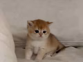金漸層奶貓求個家