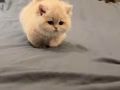 新加坡 免费领养猫咪