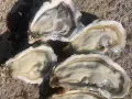 乳山牡蛎 （国内 春节佳品）