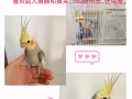 成年公玄鳳最佳陪伴小寵