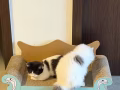 貓咪領養