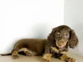 长毛腊肠幼犬 Long Hair Dacshund Puppy