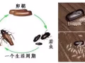 臭虫、蟑螂 专杀。杀虫药出售