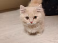 小奶貓咪找新家啦！