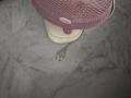 风扇出