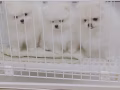 Pomeranian free adoption in Singapore