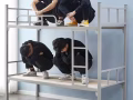 新加坡现货厂价直销上下铺铁床 90x200