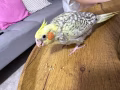 便宜出售小鸚鵡🦜