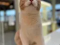 猫咪找新家