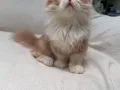 短脚小猫便宜出