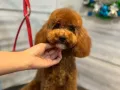 小偿领养狗狗